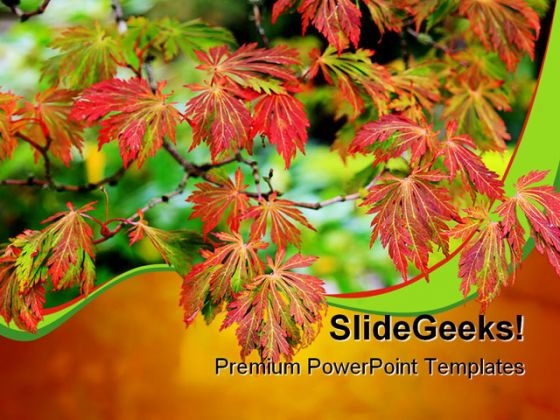 Maple Tree Nature PowerPoint Backgrounds And Templates 0111