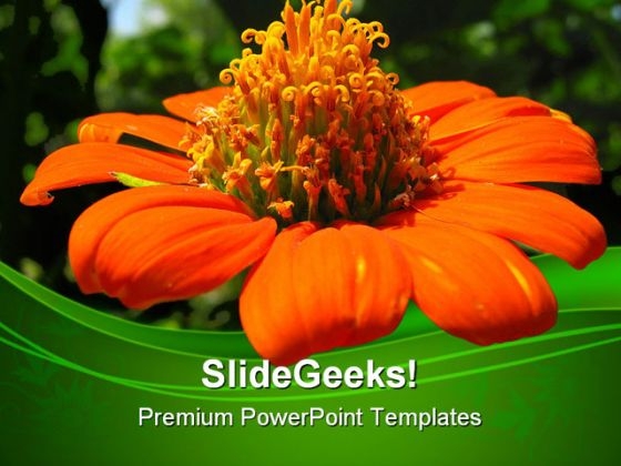 Mexican Sunflower Beauty PowerPoint Templates And PowerPoint Backgrounds 0311