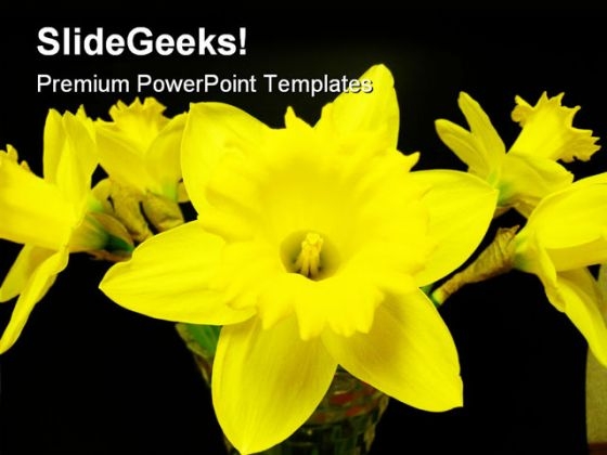 North West Daffodils Beauty PowerPoint Templates And PowerPoint Backgrounds 0311