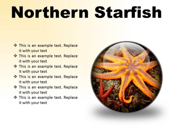 Northern Starfish Beach PowerPoint Presentation Slides C