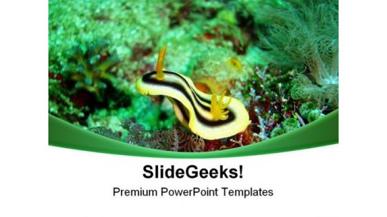 Nudibranch Underwater Animals PowerPoint Templates And PowerPoint Backgrounds 0611