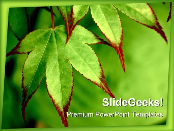 Painted Maple Nature PowerPoint Backgrounds And Templates 1210