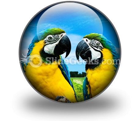 Parrots In Love PowerPoint Icon C