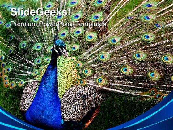 Peacock Animals PowerPoint Templates And PowerPoint Backgrounds 0311