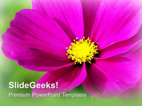 Pink Blooming Flower Beauty PowerPoint Templates Ppt Backgrounds For Slides 0213