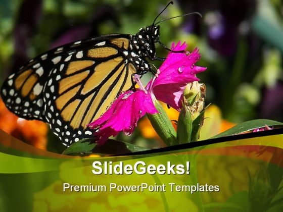 Pink Flower And Butterfly Beauty PowerPoint Templates And PowerPoint Backgrounds 0211