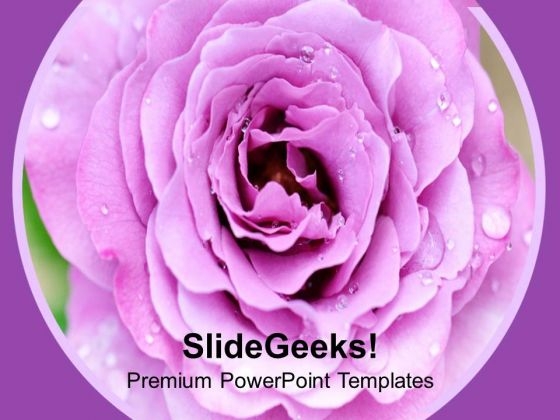 Pink Rose Beauty Of Nature PowerPoint Templates Ppt Backgrounds For Slides 0513