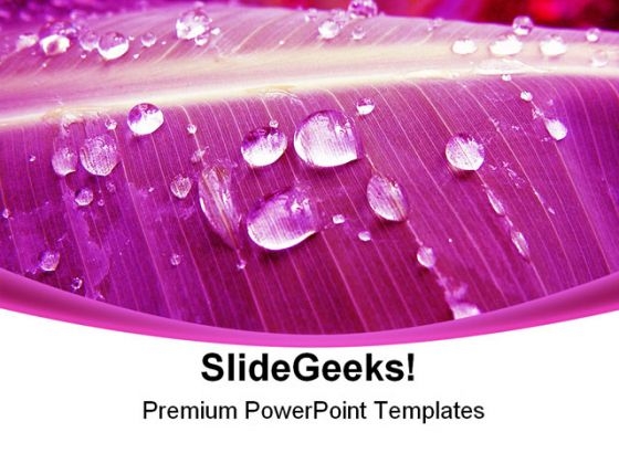 Pink Water Drops Nature PowerPoint Background And Template 1210