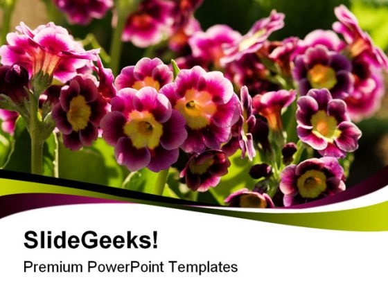 Primroses Flowers Nature PowerPoint Templates And PowerPoint Backgrounds 0311
