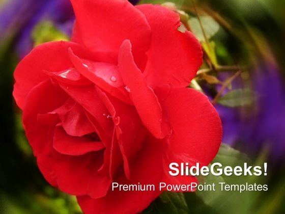 Red Rose Beauty Nature PowerPoint Templates Ppt Backgrounds For Slides 0213