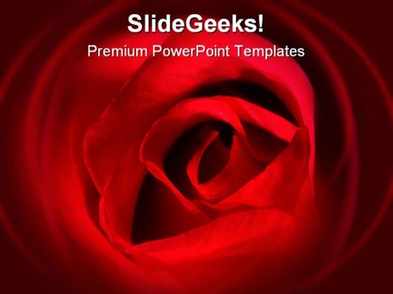 Red Rose Beauty PowerPoint Backgrounds And Templates 0111