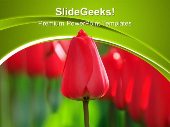 Red Tulips Beauty Nature PowerPoint Templates Ppt Backgrounds For Slides 0213