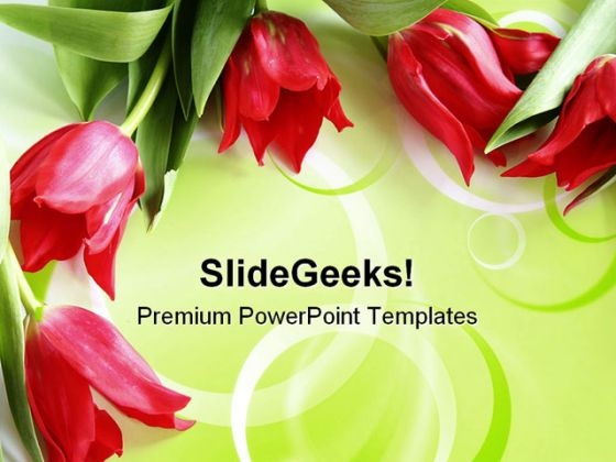 Red Tulips Beauty PowerPoint Templates And PowerPoint Backgrounds 0711