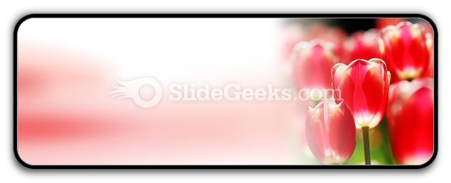 Red Tulips PowerPoint Icon R