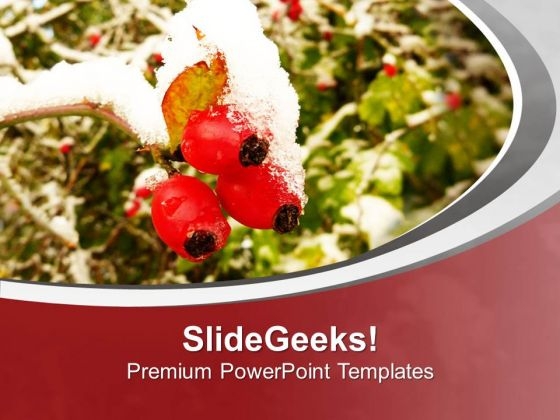 Rose Haw Covered With Snow PowerPoint Templates Ppt Backgrounds For Slides 0613