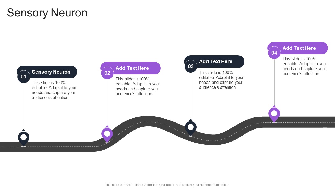 Sensory Neuron In Powerpoint And Google Slides Cpb