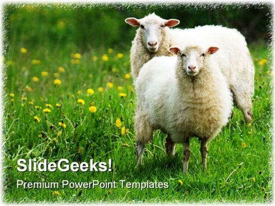 Sheep In Dandelion Field Animals PowerPoint Themes And PowerPoint Slides 0211