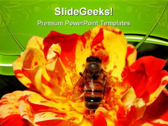 Singalong Patio Rose With Bee Nature PowerPoint Templates And PowerPoint Backgrounds 0611