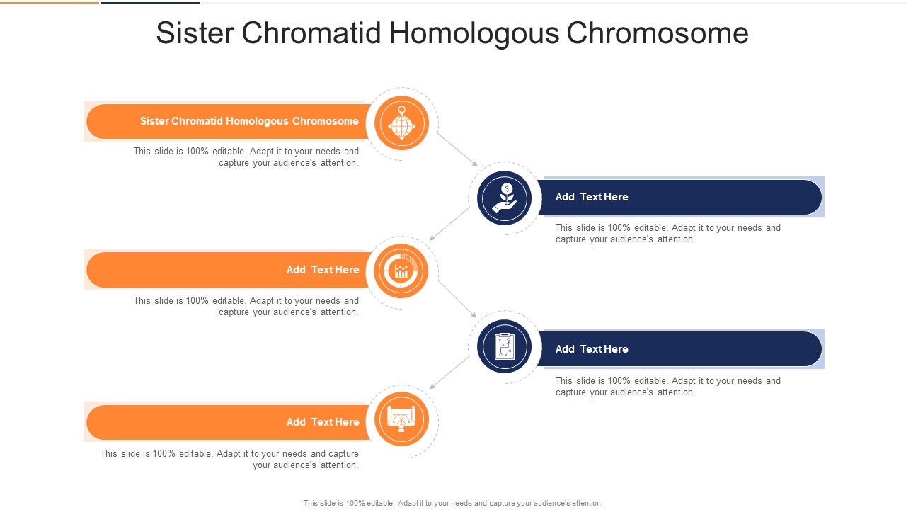 Sister Chromatid Homologous Chromosome In Powerpoint And Google Slides Cpb