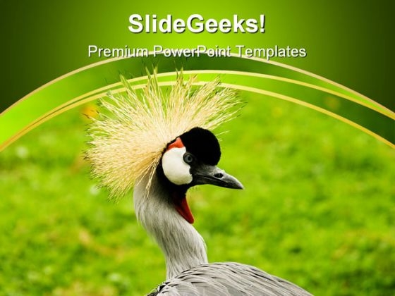 South African Crowned Crane Beauty PowerPoint Themes And PowerPoint Slides 0211