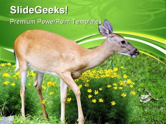 Spring Deer Animals PowerPoint Templates And PowerPoint Backgrounds 0611