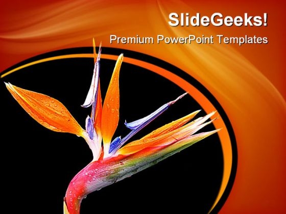 Spring Flower Beauty PowerPoint Templates And PowerPoint Backgrounds 0311