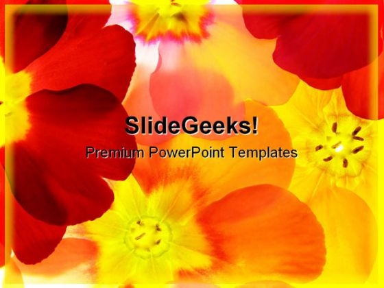 Spring Primula Beauty PowerPoint Templates And PowerPoint Backgrounds 0311