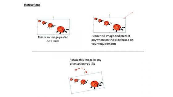 Stock Photo Concepts Of Ladybird Wildlife PowerPoint Template