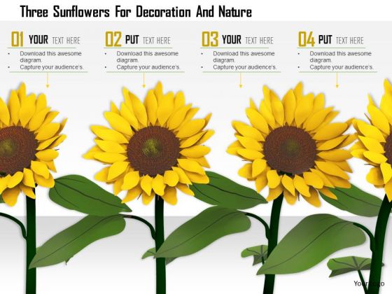 Stock Photo Three Sunflowers For Decoration And Nature PowerPoint Slide
