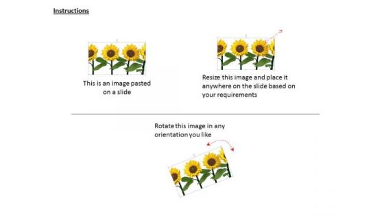 Stock Photo Three Sunflowers For Decoration And Nature PowerPoint Slide