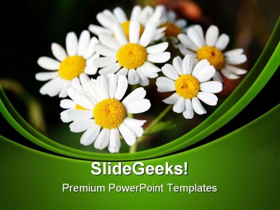 Summer Daisies Nature PowerPoint Templates And PowerPoint Backgrounds 0311