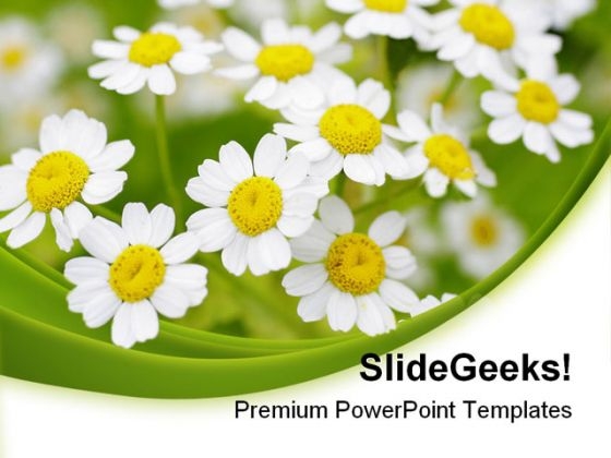 Summer Time Daisies Nature PowerPoint Templates And PowerPoint Backgrounds 0311
