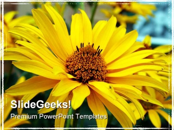 Sun Flower Beauty PowerPoint Templates And PowerPoint Backgrounds 0311