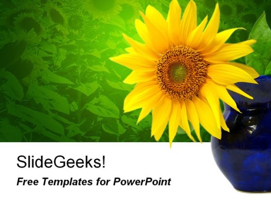 Sunflower 0809