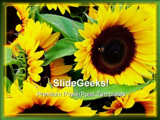 Sunflower Beauty Abstract PowerPoint Templates And PowerPoint Backgrounds 0211