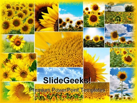 Sunflowers Collage Beauty Abstract PowerPoint Templates And PowerPoint Backgrounds 0211