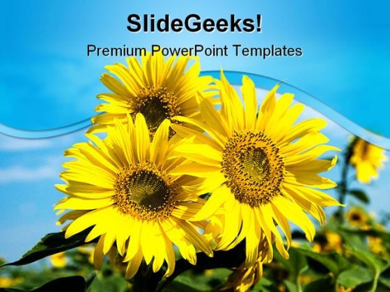 Sunflowers Family Nature PowerPoint Templates And PowerPoint Backgrounds 0211