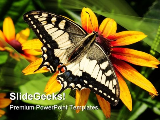 Swallowtail Butterfly Animals PowerPoint Templates And PowerPoint Backgrounds 0111