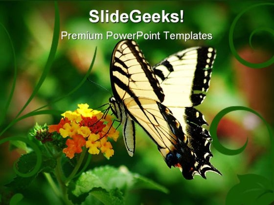 Swallowtail Butterfly Animals PowerPoint Templates And PowerPoint Backgrounds 0211