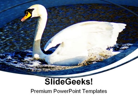 Swan Animals PowerPoint Themes And PowerPoint Slides 0411