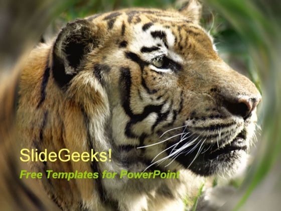 Tiger PowerPoint Template