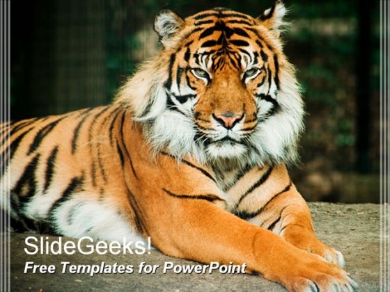 Tiger 0809
