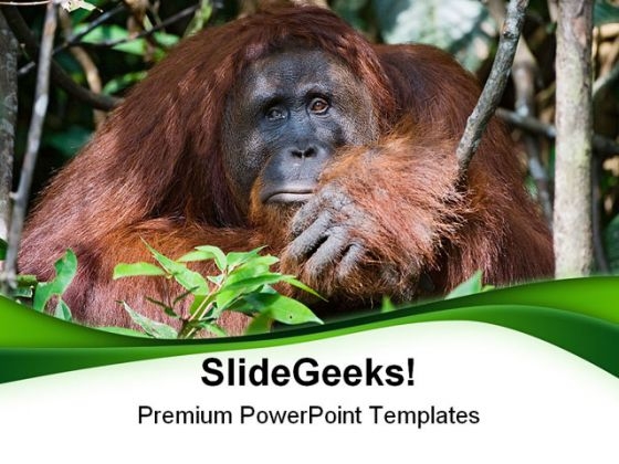 Today Very Sad Animals PowerPoint Templates And PowerPoint Backgrounds 0111