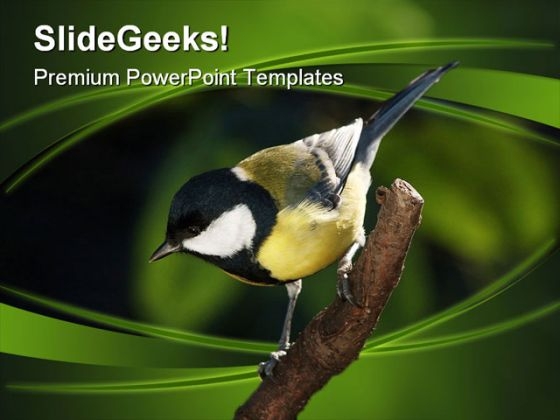 Tomtit On Branch Nature PowerPoint Themes And PowerPoint Slides 0211