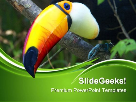 Toucan Animals PowerPoint Themes And PowerPoint Slides 0511