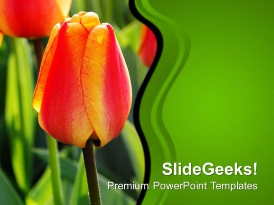 Tulip Bud For Decoration Wedding PowerPoint Templates Ppt Backgrounds For Slides 0313
