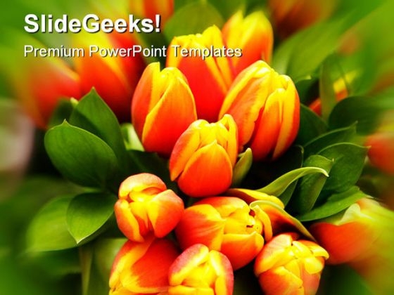 Tulip Flower Beauty PowerPoint Backgrounds And Templates 1210