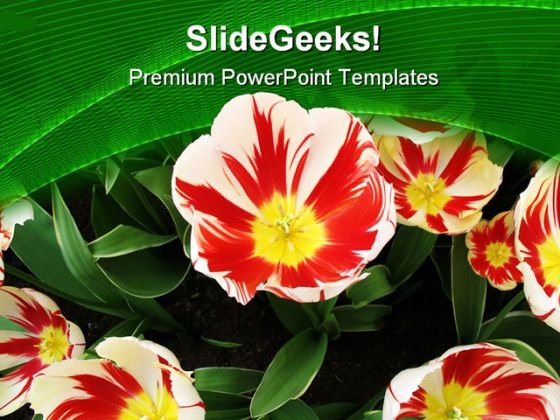 Tulips Flower Beauty PowerPoint Themes And PowerPoint Slides 0411