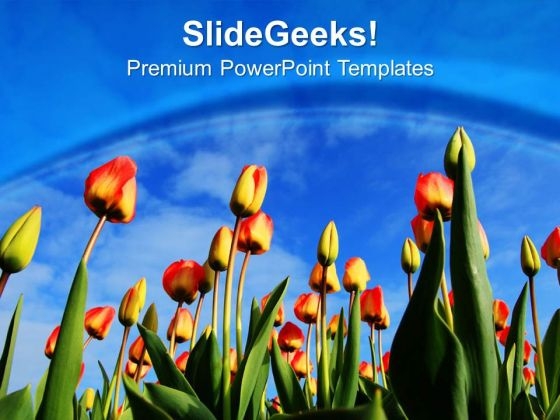Tulips In Garden For Decoration PowerPoint Templates Ppt Backgrounds For Slides 0313