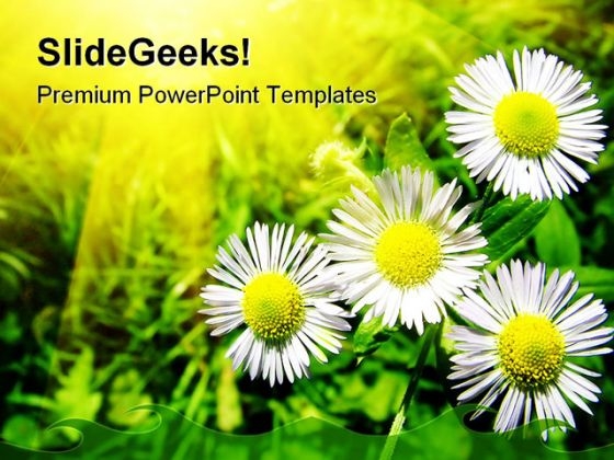 White Chamomiles Flowers Beauty PowerPoint Themes And PowerPoint Slides 0411